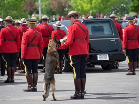 An officer holds Const. David Ross' dog Danny at the funeral procession for the three RCMP officers who were killed on duty, at their regimental funeral at the Moncton Coliseum in Moncton, N.B. on Tuesday, June 10, 2014.
RCMP funeral
RCMP police dog Danny sniffs the Stetson of his partner, slain Const. David Ross, during the funeral procession for the three RCMP officers who were killed in the line of duty, at their regimental funeral at the Moncton Coliseum in Moncton, N.B. on Tuesday, June 10, 2014. (CP/Andrew Vaughan)