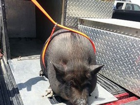 A potbellied pig was found in Belle River on June 18, 2014 and posted on Facebook. (Courtesy of Essex/Lakeshore Animal Control Service via Facebook.)