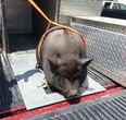 A potbellied pig was found in Belle River on June 18, 2014 and posted on Facebook. (Courtesy of Essex/Lakeshore Animal Control Service via Facebook.)