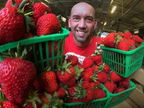 Brad Raymont, owner of Raymont Berries, is pictured in this 2014 file photo. (JASON KRYK/The Windsor Star)