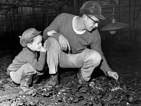W.S. Clifford, R.R.#1 Leamington, operates a half-acre greenhouse planted with an experimental crop of strawberries which should produce fresh fruit for Christmas. Mr. Clifford examines the set of blossoms on some of the 16,000 strawberry plants with his young son, David, 4 on Dec. 4, 1961. (FILES/Star South Essex Bureau Photo)