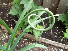 Curly garlic flower stalks, called scapes, are delicious chopped into salads. (Postmedia News files)