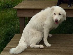 Dolly the dog was found abandoned at Britain’s Glastonbury music festival in one of the thousands of tents which spring up every year at the countryside festival, famous for rain and mud as much as its star performers. After Parton wowed more than 150,000 people she heard about the dog with the fluffy white coat and offered to adopt it. “I will take the dog home to America if nobody claims her,” she said in a statement Sunday, July 6, 2014. (Happy Landings Animal Shelter)