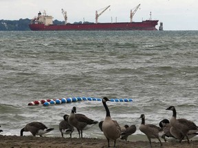 The freighter Federal Rideau is shown Monday, July 28, 2014, aground at the mouth of the Detroit River east of Windsor, ON. (DAN JANISSE/The Windsor Star)