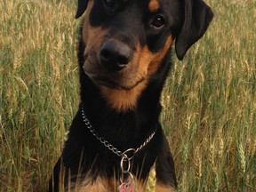 Lola, a Rottweiler. Krystina Menard/Special to The Star