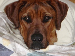 Ridge, a Rhodesian Ridgeback. Daniel Inverarity/Special to The Star