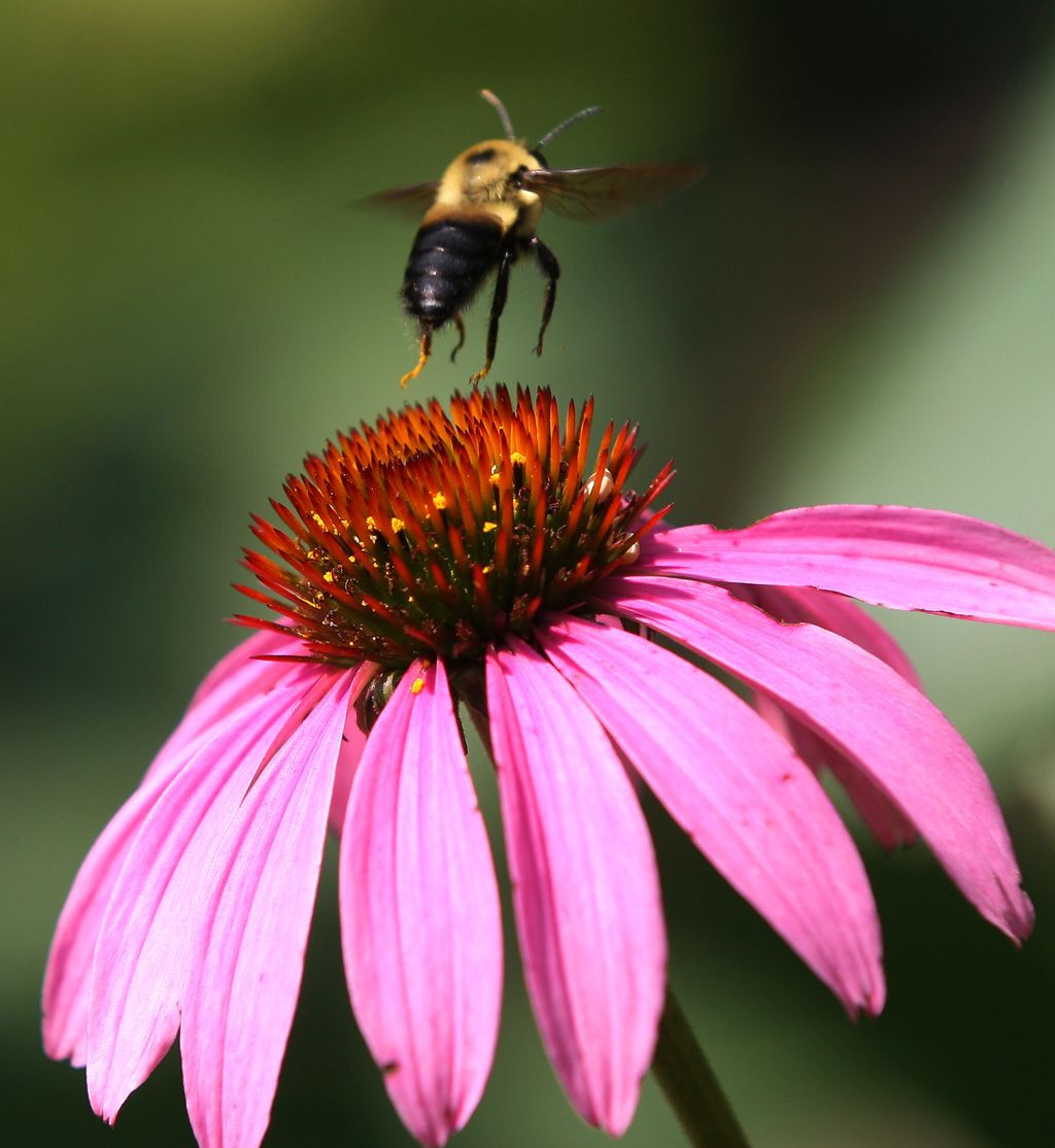 Ontario bees take major hit study finds | Windsor Star