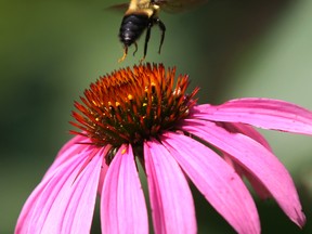 A cone flower offers a lauching pad for a queen bee in the backyard oasis of Gerry and Margaret England in South Windsor Tuesday July 22, 2014.  (NICK BRANCACCIO/The Windsor Star)