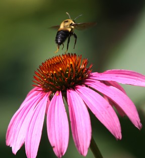 A cone flower offers a lauching pad for a queen bee in the backyard oasis of Gerry and Margaret England in South Windsor Tuesday July 22, 2014.  (NICK BRANCACCIO/The Windsor Star)