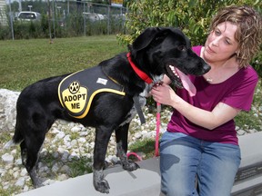 Sheba, a labrador mix,  is one of dozens of pets up for adoption during a special Pick Your Own Price adoption at Windsor Essex Humane Society on Saturday July 26, 2014.  Melanie Coulter of the Windsor Essex County Humane Society held Sheba during her photo shoot. (NICK BRANCACCIO/The Windsor Star)