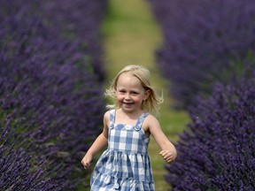 BANSTEAD, ENGLAND - JULY 26:  A girl runs through a field of lavender at the Mayfield Organic Lavender field on July 26, 2009 near Sutton, England. The Mayfield organic lavender crop is the largest in Britain at 25 acres and is harvested at the end of July and made into essential oils, fudge and biscuits. Lavender has been grown in this area of Surrey since the 17th century. (Photo by Dan Kitwood/Getty Images)