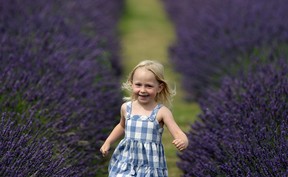 BANSTEAD, ENGLAND - JULY 26:  A girl runs through a field of lavender at the Mayfield Organic Lavender field on July 26, 2009 near Sutton, England. The Mayfield organic lavender crop is the largest in Britain at 25 acres and is harvested at the end of July and made into essential oils, fudge and biscuits. Lavender has been grown in this area of Surrey since the 17th century. (Photo by Dan Kitwood/Getty Images)