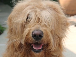 Cardy, a Goldendoodle submitted by Kameron Upcott/Special To The Star