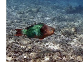 A  parrotfish is shown swimming over a dead coral reef in the Florida Keys National Marine Sanctuary near Key West, Fla. Colorful parrotfish and spindly sea urchins are the key to saving the Caribbean's coral reefs, which may disappear in two decades if no action is taken, a report by several international organizations said Wednesday, July 2, 2014. (AP Photo/Wilfredo Lee, File)