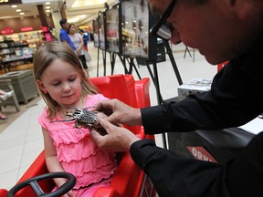 John Powers gives Madelynn McBeth a close up look of a Goliath Beetle at the Devonshire Mall in Windsor on Thursday, July 3, 2014. The Incredible World of Bugs Show, which is sponsored by Orkin, features over 500 different insects and is on display at the mall until Saturday.            (Tyler Brownbridge/The Windsor Star)