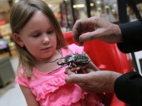 John Powers gives Madelynn McBeth a close up look of a Goliath Beetle at the Devonshire Mall in Windsor on Thursday, July 3, 2014. The Incredible World of Bugs Show, which is sponsored by Orkin, features over 500 different insects and is on display at the mall until Saturday.            (Tyler Brownbridge/The Windsor Star)
