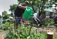 Stephen Johnson, 17, works in the Bruce Park Community Vegetable Garden on Tuesday, July 22, 2014 in Windsor, Ont. The city is would like to see more gardens in the community.(DAN JANISSE/The Windsor Star)