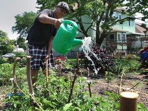 Stephen Johnson, 17, works in the Bruce Park Community Vegetable Garden on Tuesday, July 22, 2014 in Windsor, Ont. The city is would like to see more gardens in the community.(DAN JANISSE/The Windsor Star)