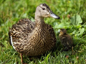 A duck and her babies were escorted by a young man along a Windsor street to the safety of the Detroit River. (Postmedia News files)