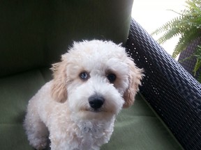 Marley, an Aussiedoodle submitted by Mary O'Neil/Special To The Star