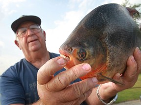 Donald Poisson displays a Pacu fish he caught in Lake St. Clair in Belle River, ON. Pacu are cousins to the piranha. (JASON KRYK/The Windsor Star)
