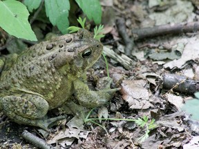 A frog is pictured off the path in Ojibway Park, Saturday, June 7, 2014. Many creatures call the natural areas of the region home and are part of the watershed ecosystem. (RICK DAWES/The Windsor Star)