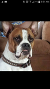 Bear, a Boxer/ American Bulldog mix submitted by Lisa Burchell/Special to the Star