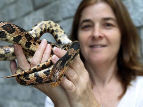 Karen Cedar holds a Fox Snake at the Ojibway Nature Centre in Windsor on Monday, July 14, 2014. July 16th is Snake Day and the centre is planning a full day around snakes.         (Tyler Brownbridge/The Windsor Star)