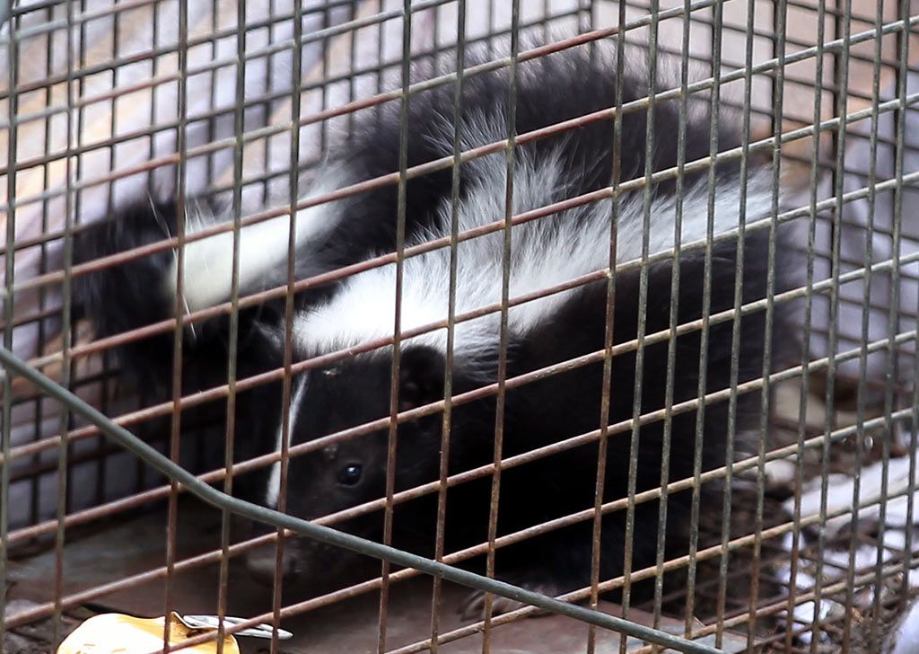 Windsor kills skunk-kill program | Windsor Star