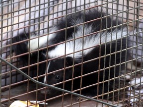 A trapped Windsor skunk is shown in this 2012 file photo. (Nick Brancaccio / The Windsor Star)