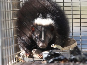 A trapped Windsor skunk peers out of its cage in this 2012 file photo. (Dan Janisse / The Windsor Star)