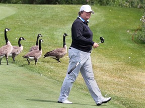 Mary Ann Hayward competes in the Ontario Senior Women's Golf Championship on Tuesday, July 29, 2014, at the Ambassador Golf Club in Windsor, ON. She is the defending champion. Some Canadian geese were included in her round along with an eagle and birdies.  (DAN JANISSE/The Windsor Star)
