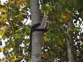 A black harness sits in a tree in the backyard of a home on Almafi Ct. where a worker was injured and remains in critical condition, Sunday, July 20, 2014.  The worker was injured Saturday morning.   (DAX MELMER/The Windsor Star)