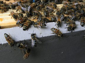 In this file photo, a very large hive of honey bees has been thriving in the upper joists of a home on Victoria Avenue. the hive was relocated the back yard on August 6, 2014.  (NICK BRANCACCIO/The Windsor Star)