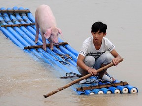 A Chinese man rows a makeshift raft to evacuate a pig from a flooded village in Lishui in east China's Zhejiang province Wednesday Aug. 20, 2014. (AP Photo)