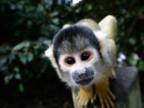 A squirrel monkey looks into the camera during a photocall at London Zoo, Thursday, Aug. 21, 2014. The Zoo held it's annual weigh-in where the vital statistics of animals were taken in an aid for keepers to detect pregnancies and check the animals general wellbeing. (AP Photo/Kirsty Wigglesworth)