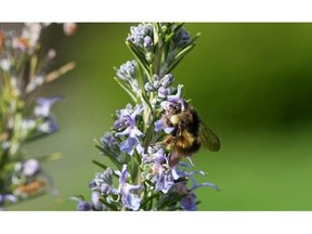 This March 24, 2014 photo shows a bumble bee searching for nectar from a Rosemary plant near Langley, Wash. Honeybees are irreplaceable as pollinators but you can somewhat offset their loss by attracting beetles, butterflies and moths, dragonflies, feral bees, bumblebees and wasps, among others. (AP/ Dean Fosdick)