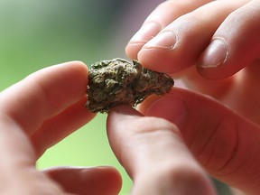 A man holds a chunk of marijuana outside Windsor city hall on Aug. 12, 2014. (Dan Janisse / The Windsor Star)