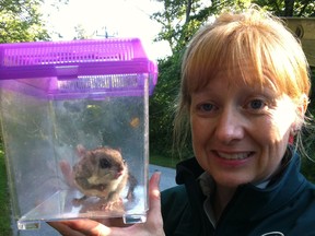 Tammy Dobbie, Park Ecologist with a captured flying squirrel at Point Pelee National Park. (Courtesy of Parks Canada Agency)