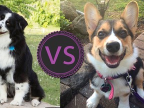 Kalycee, a Miniature Australian Shepherd (Left) VS. Charlie, a Welch Corgi (Right)