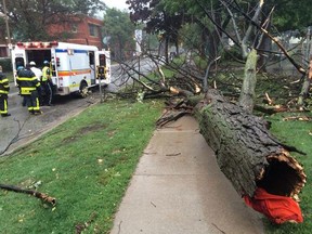 A man is being rushed to hospital after this very large tree snapped off and fell on him. (Trevor Wilhelm/The Windsor Star/Twitpic)