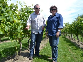 Colio winemaker Lawrence Buhler, left, and celebrity chef Lynn Crawford discuss local wine and food Friday, August 15, 2014 while walking the vineyard at Colio Estate Wines in Harrow. (JULIE KOTSIS/The Windsor Star)