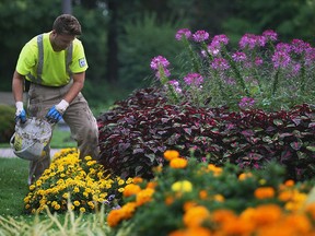 Windsor Parks and Rec summer student Gianluca Schembri, 19, weeds flower beds Tuesday, August 5, 2014, in Jackson Park in Windsor, ON. The harsh winter has had a notable impact on trees and plants in the city.   (DAN JANISSE/The Windsor Star)