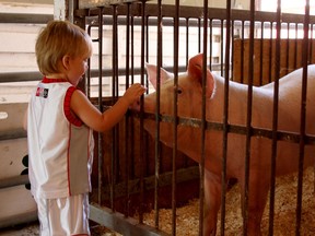 Zak Lister, 2, goes in for a closer look at a swine exhibit Wednesday, Aug. 27, 2014. The Harrow Fair is celebrating it's 160th year. (RICK DAWES/The Windsor Star)