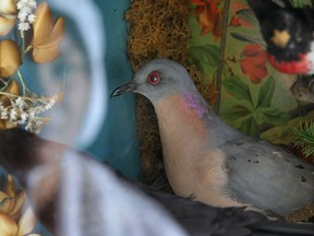 A stuffed passenger pigeon is shown inside a display case on Thursday, August 14, 2014, at the John R. Park Homestead in Essex, ON. The 100th anniversary of the extinction of the species is on Sept. 1, 2014. (DAN JANISSE/The Windsor Star)