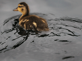 A duck enjoys the weather at Beach Grove Golf Course in Tecumseh on Aug. 11, 2014. (Dan Janisse / The Windsor Star)
