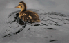 A duck enjoys the weather at Beach Grove Golf in Tecumseh, Aug. 11, 2014. (Dan Janisse / The Windsor Star)