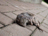 A dead rat at a Windsor household is shown in this 2009 file photo. (Tyler Brownbridge / The Windsor Star)