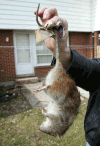 A Windsor resident holds up a dead rat he trapped on his property in this 2003 file photo. (Nick Brancaccio / The Windsor Star)