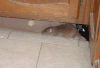 A Norway rat is shown in a home in this image from Orkin Canada.
